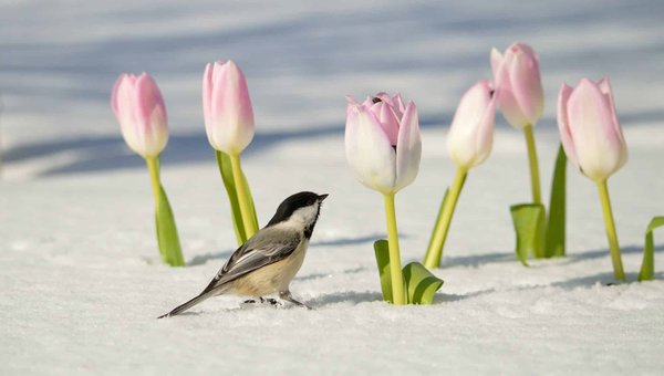 Wie macht man frische und leckere vietnamesische Frühlingsrollen?